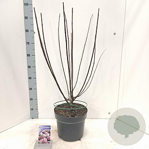 Hydrangea pan. Vanille-Fraise 60-80 cm 7,5L