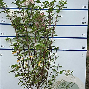 Hydrangea pan. Vanille-Fraise 125-150 cm 20L