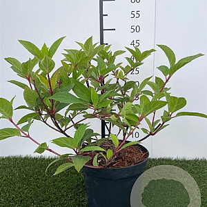 Hydrangea pan. 'Wim's Red' 40-50 cm 3,0L