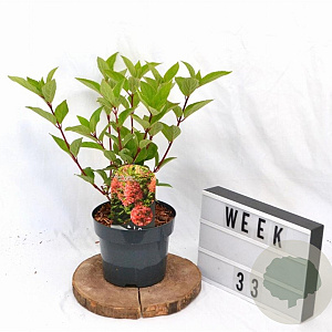 Hydrangea pan. 'Wim's Red' 40-50 cm 3,0L