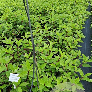 Hydrangea pan. 'Wim's Red' 40-50 cm 3,0L