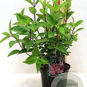 Hydrangea pan. 'Wim's Red' 40-50 cm 3,0L