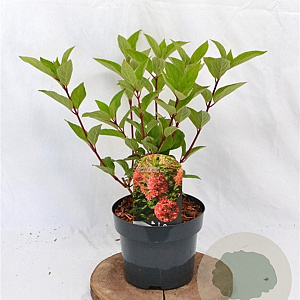 Hydrangea pan. 'Wim's Red' 40-50 cm 3,0L