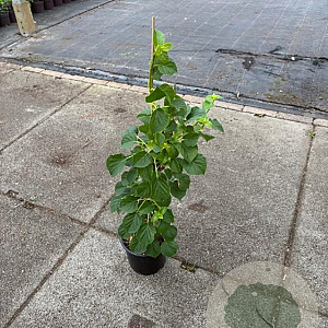 Hydrangea anomala petiolaris 60-80 cm 3,0L
