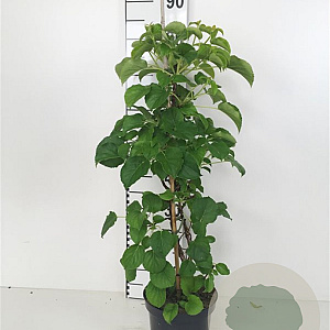 Hydrangea anomala petiolaris 60-80 cm 3,0L