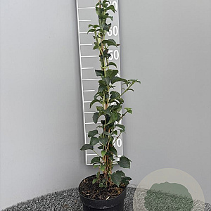 Hydrangea anomala petiolaris 60-80 cm 3,0L