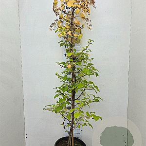 Hydrangea anomala petiolaris 125-150 cm 15L