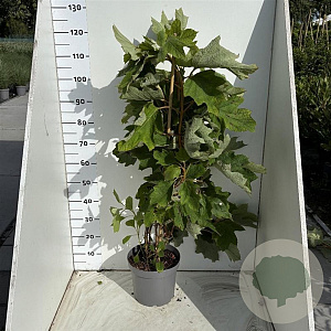 Hydrangea quercifolia 80-100 cm 7,5L