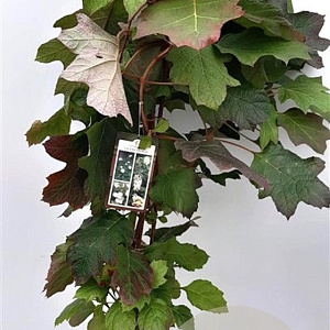 Hydrangea quercifolia 80-100 cm 10L