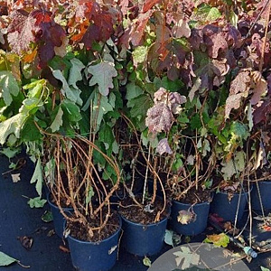 Hydrangea quercifolia 100-125 cm 15L