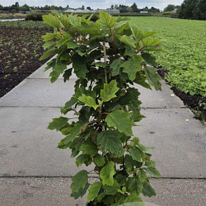 Hydrangea quercifolia 100-125 cm 15L