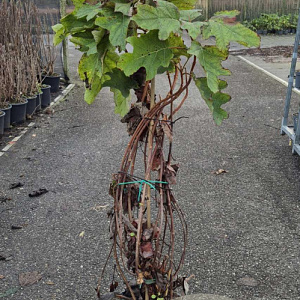 Hydrangea quercifolia 100-125 cm 15L