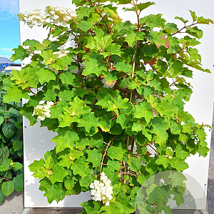 Hydrangea quercifolia 125-150 cm 15L
