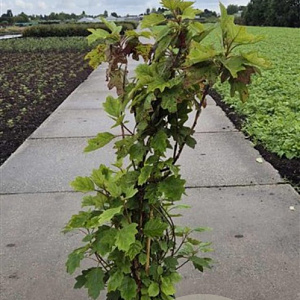 Hydrangea quercifolia 125-150 cm 15L