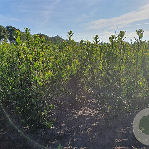 Ilex aquifolium 80-100 cm met kluit