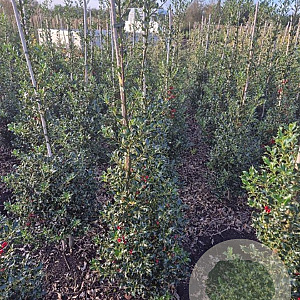Ilex aq. 'Alaska' 125-150 cm met kluit