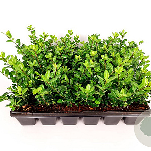 Ilex crenata 'Green Hedge' 15-20 cm P9