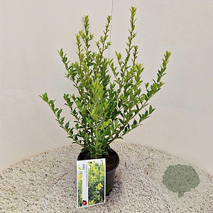 Ilex maximowicziana kanehirae 30-40 cm 2,5L