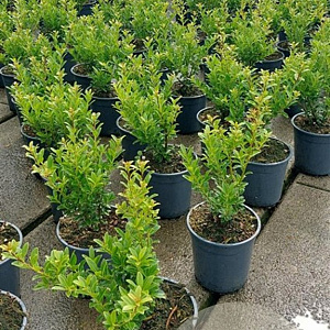 Ilex maximowicziana kanehirae 30-40 cm 2,5L