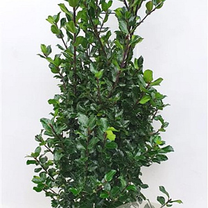 Ilex meserv. 'Blue Prince' 100-125 cm met kluit