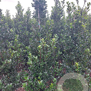 Ilex meserv. 'Blue Prince' 175-200 cm met kluit