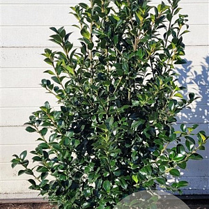 Ilex meserv. Heckenfee 125-150 cm met kluit