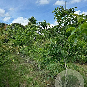 Juglans regia 200-250 cm draadkluit meerstammig