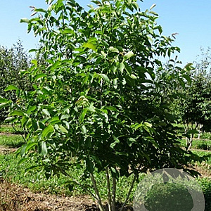 Juglans regia 200-250 cm draadkluit meerstammig