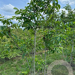 Juglans regia 350-400 cm draadkluit meerstammig