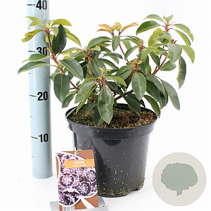 Kalmia lat. 'Sterntaler' 25-30 cm 4,0L