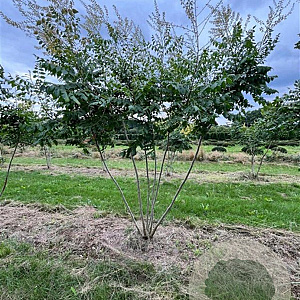 Koelreuteria paniculata 200-250 cm draadkluit meerstammig