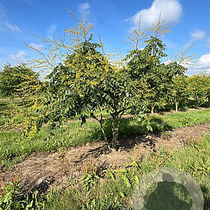 Koelreuteria paniculata 250-300 cm draadkluit meerstammig