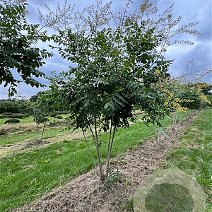 Koelreuteria paniculata 250-300 cm draadkluit meerstammig