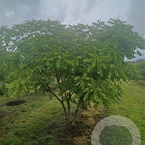 Koelreuteria paniculata 250-300 cm draadkluit meerstammig