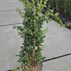 Kolkwitzia amabilis 80-100 cm 10L