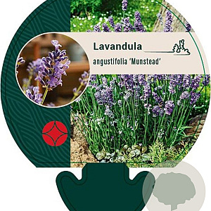Lavandula ang. 'Munstead' GM P9