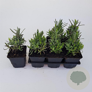Lavandula ang. 'Munstead' GM P9