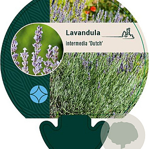 Lavandula int. 'Dutch' GM P9