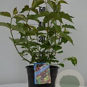 Leycesteria formosa 'Purple Rain' 30-40 cm 3,0L