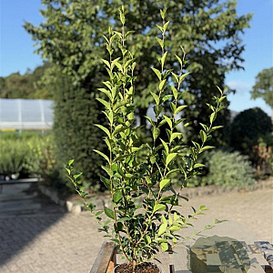 Ligustrum ovalifolium 80-100 cm 2,0L