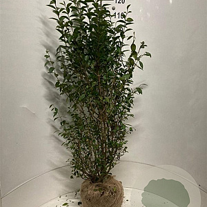 Ligustrum ovalifolium 125-150 cm met kluit