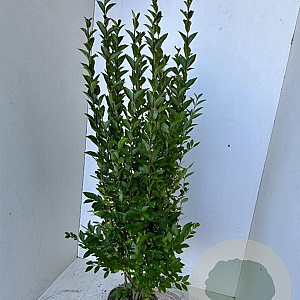Ligustrum ovalifolium 125-150 cm met kluit