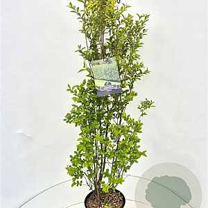 Ligustrum ovalifolium 125-150 cm 10L