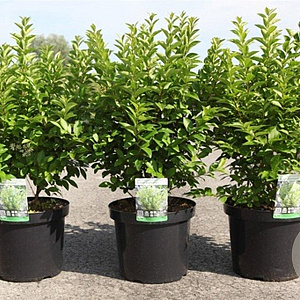 Ligustrum oval. 'Green Diamond' 80-100 cm 10L