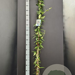 Lonicera henryi 175-200 cm 7,5L