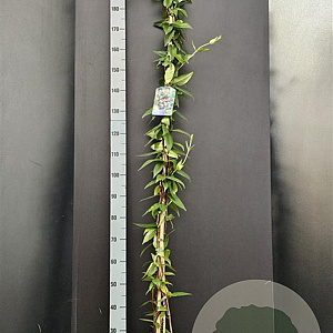 Lonicera henryi 175-200 cm 7,5L