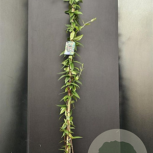 Lonicera henryi 175-200 cm 7,5L