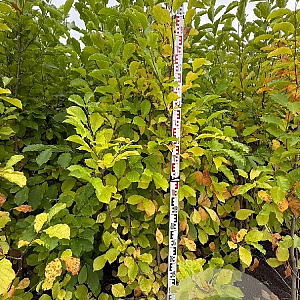 Magnolia kobus 200-225 cm met kluit