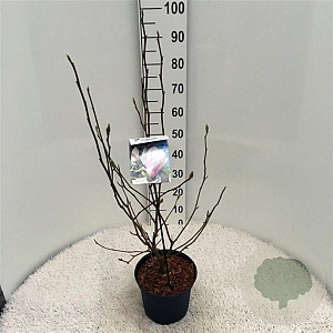 Magnolia soulangeana 60-80 cm 5,0L