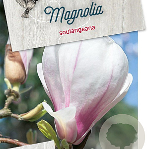 Magnolia soulangeana 60-80 cm 10L